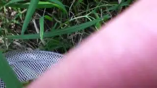 Northern green froglet