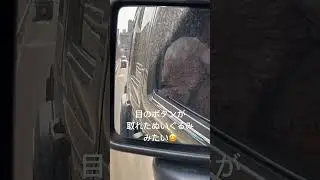 リリ前が見えない。#リリ#トイプードル#Jeep