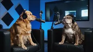 🎙️ Dog Talk: Why a Clean Yard Matters to Your Pup's Paws