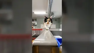 Cat Sneaking up to its Owner - Funny Cat Videos 🐾