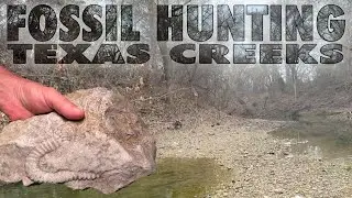 Fossil Hunting Texas Creeks - We found a Rare HAMITE AMMONITE