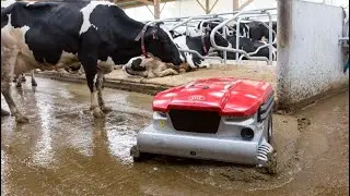 Automated Cowshed Cleaning: Say Goodbye to Manual Muck Management #farming #cows