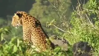 Jeolikote Leopard 🐯