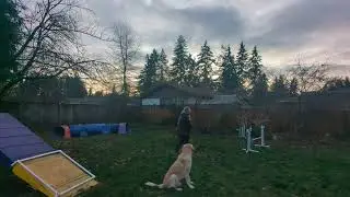 Paris' Redbone Coonhound Agility Practice -- Tunnel Threadle 11.28.25