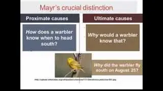 Proximate and Ultimate Causes: What's it all about?