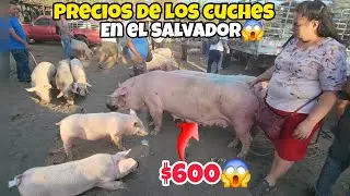 🚨CUANTO CUESTAN LOS CHANCHOS O CERDOS EN EL TIANGUE EL SALVADOR😱🇸🇻