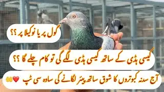 SADA SA KULYA|| PAIR LAGANY KA BAS AP NY THORA SA ||DEHAN DENA HA INSHALLAH AP KE BIRDS ACHY BANY GY