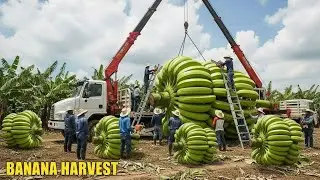 EXTREME Banana Harvest: GIANT Cableway System & High-Tech Export Factory - Harvest Motion