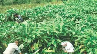 Rawa Falaicha Cardamom Field