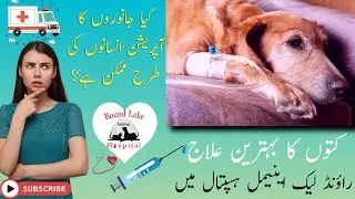 Real Vet Emergencies | Poisoning, Seizures & Cardiac Cases at Round Lake Animal Hospital