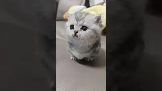 Самый милый котенок мяукает на диване #котенок #шортс #cat #catshorts