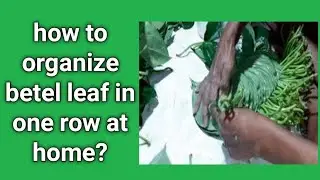BETEL LEAF PACKING AT HOME | HOW TO ORGANIZE BETEL LEAF ORDERLY AT HOME | PAAN WHOLESALE: 9593156807