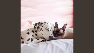 Feline Serenity