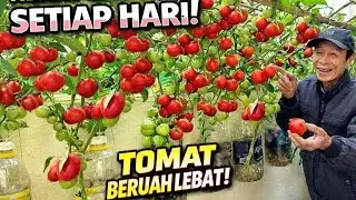 Menanam Tomat Dengan Cara Ini Buahnya Banyak Dan Tidak Perlu Penyiraman‼️Pemula Pasti Bisa & Untung