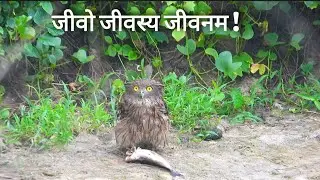 जीवो जीवस्य जीवनम! | तपकिरी मत्स्य घुबड आणि मासा | Brown fish owl with fish kill
