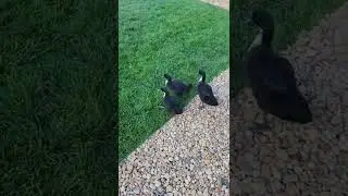 Ducks Waddling Out of Their Coop and Flapping Their Wings! #cute