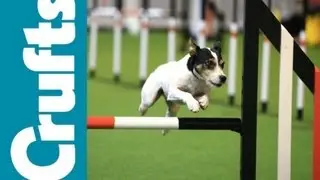 Agility - Championships Final - Small Dog - Winner - Crufts 2012