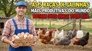 The 5 most productive chicken breeds in the world that lay eggs almost every day.