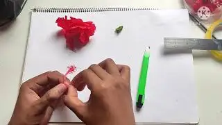 LAB CONDUCT ( INTRODUCTION TO KINGDOM PLANTAE )