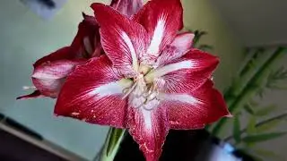Amaryllis 2025