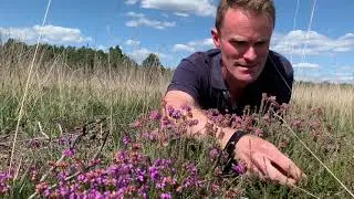 A tour of Chobham Common