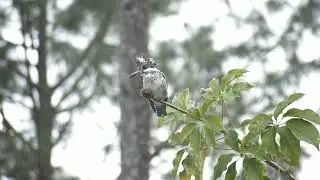 Crested kingfisher ❤️