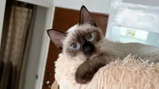this is how talkative and loud siamese cats are | tofu the siamese cat