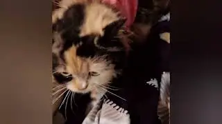 #Persiancatviralvideo #Tiny paws, big fluff #रूई जैसी मुलायम #प्यारी सी बिल्ली #میری ننھی سی جان 🐾