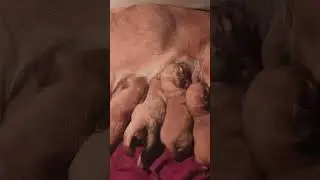 trendingshorts trending🔥 trendylook trendingaudio doglover💯 dog life🐾dogfood mydog cutedog