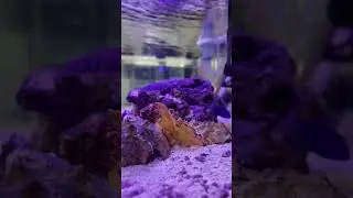 Can leaf scorpionfish swim well??