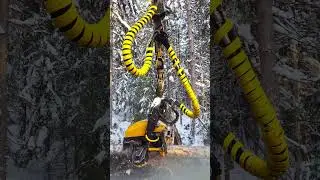 🥶 Frozen Birch Tree Falling -35&deg;C | Slow Motion POV | Ice Cracking Sounds ASMR Siberia