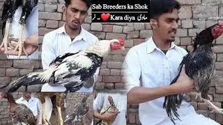 AJ sab breeders aseel pairs ka Hath ma pakar kar mukamal Shok Karwa diya 