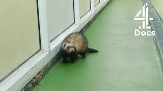 Mischievous Ferrets Escape in Heathrow Airport Animal Centre?