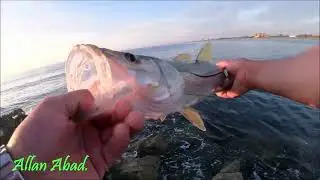 INCREIBLES CAPTURAS EN EL EMBARCADERO DE FORT PIERCE CON CAMARONES VIVOS @allanabad
