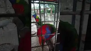 Red Lory Singing |Tamed Parrot 🦜🦜 #birds #viral #birdlovers #loryparrot #shorts #rarebird