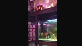Discus sale over 300 discus come check them out on cl Los Angeles highland park ca