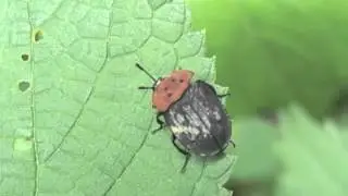 クロホシシデムシ/Oiceoptoma nigropunctatum 01_050709