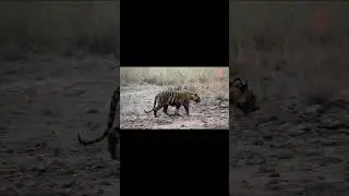 Pangdi-zari Core |  Kuwanis Sub-adult | #safari #tadoba #tiger #tadobanationalpark #wildlife