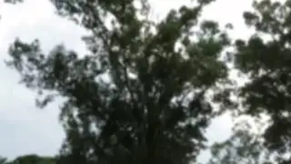 Royalty-Free Sound Effect: Wind Rustling Through Trees