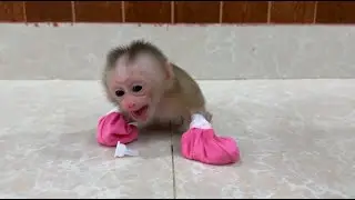 Pity Newborn Baby Monkey Crying Seizure Need Mom Attention