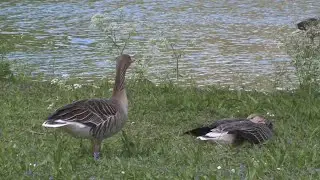 How the Andean Goose Conquers the Andes: Survival Secrets Revealed! #AndeanGoose #Wildlife