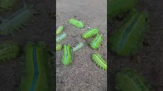 Emperor Gum Moth Caterpillar । Part -1