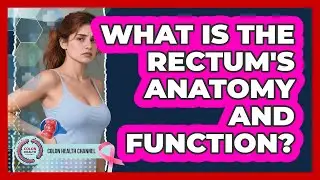 What Is The Rectum's Anatomy And Function? - Colon Health Channel