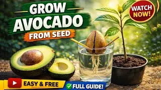🤯Grow Avocado From Seed in 3 Simple Ways🥑| Fast Results! | Gardening | KriYa | #yt #fyp