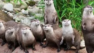 Most intelligent animals that will make you smile