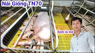 Heo giống TN70 Sinh Sản quá đạt