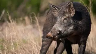 Hunters in Texas using helicopters to bring down wild pigs to save agriculture