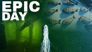 EPIC DAY SPEARFISHING 🤙🐟
