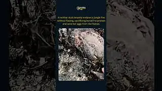 Mother Duck Bravely Protects Her Eggs in a Forest Fire.