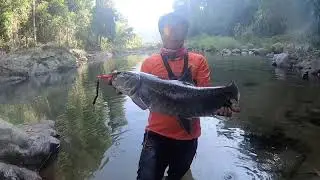 Magabass Magadog /Jackall Magapompadour/FISHMAN B.C4 5.10XH-MXH/Maga Blue Mahseer